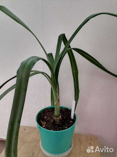 Оксалис кислица. Герань/Пеларгония.Кливия