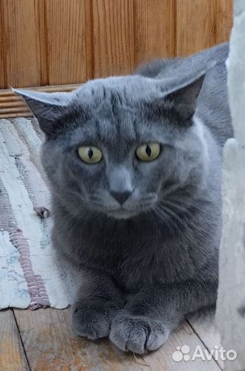 Кот