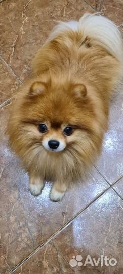 Кобель для вязки