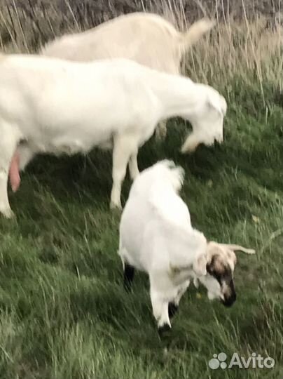 Козы козлята