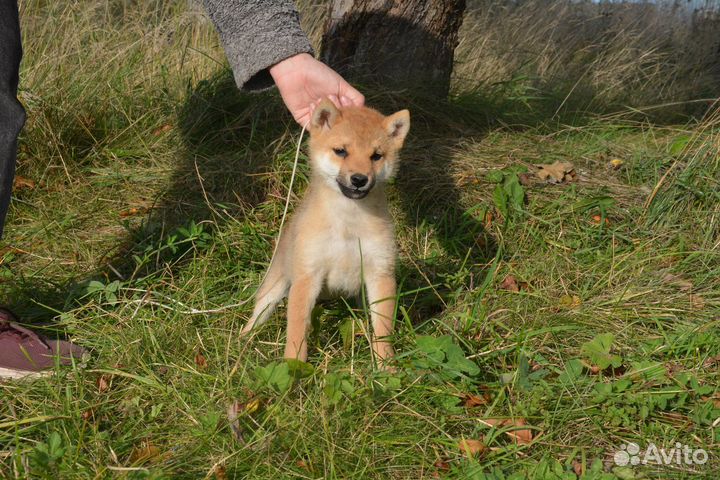 Мальчик сиба с шоу-перспективой