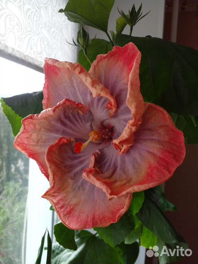 Сортовой гибискус