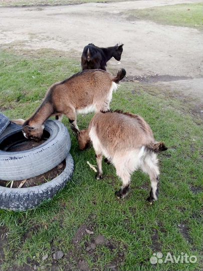 Козлята