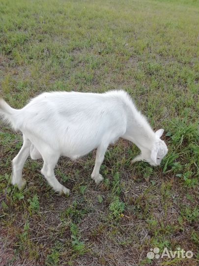 Козлик зааненский, в сентябре год