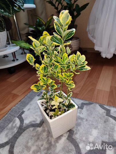 Бересклет японский