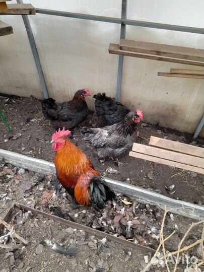 Инкубационное яйцо