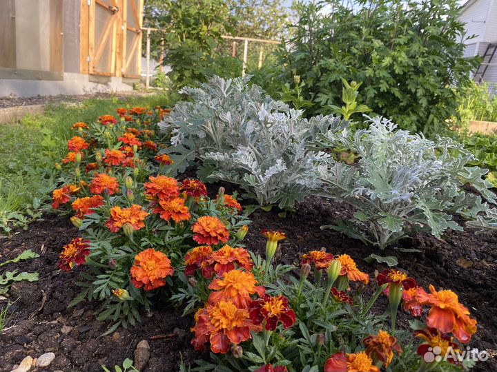 Капуста и Бархатцы