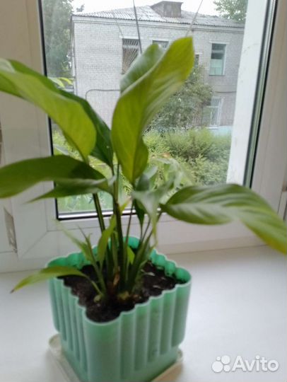 Спатифиллум