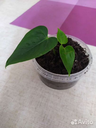 Каланхоэ, бегония, антуриум