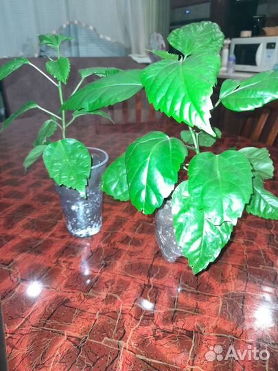 Комнатные растения