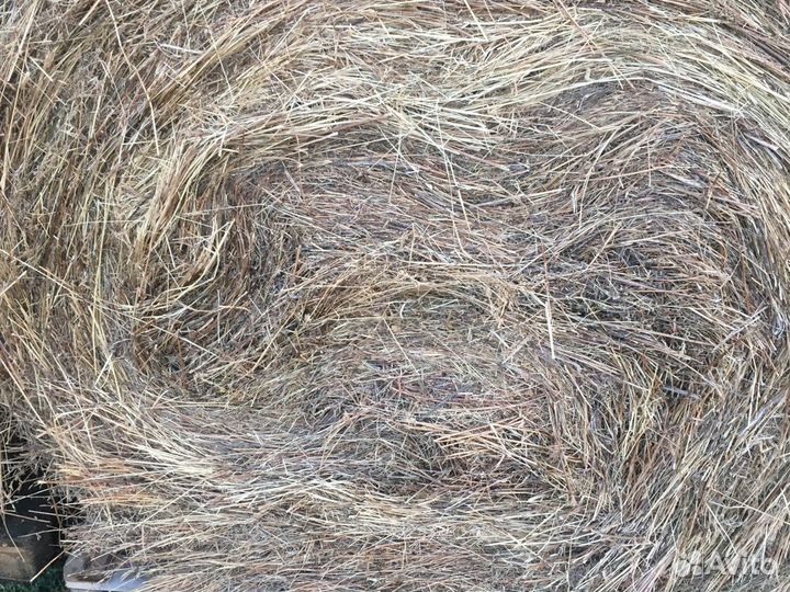 Продам сено в рулонах