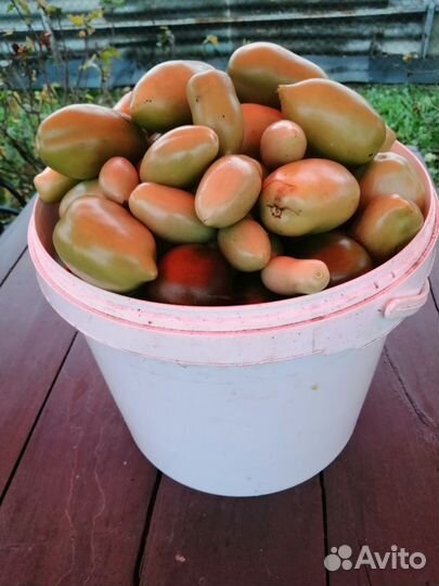 Томаты свежие, зеленые