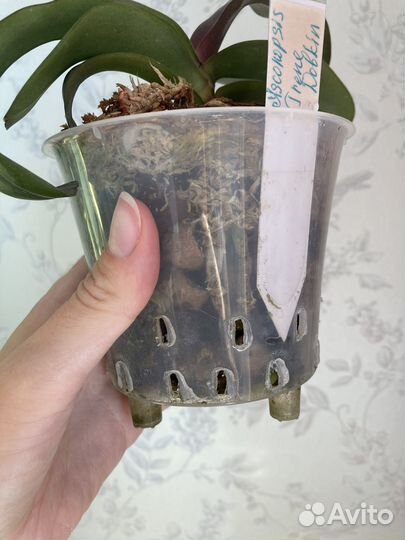 Орхидея фаленопсис