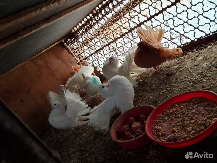 Голуби павлины