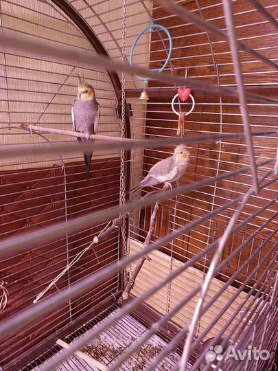 Кореллы пара