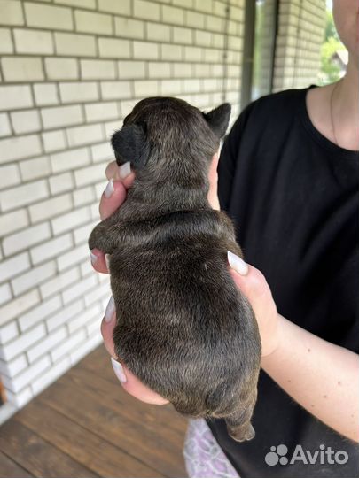 Французский бульдог щенки