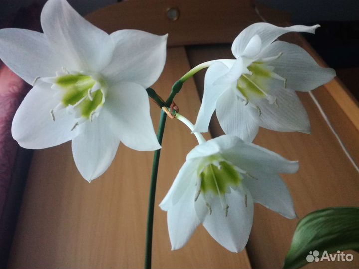 Амазонская лилия