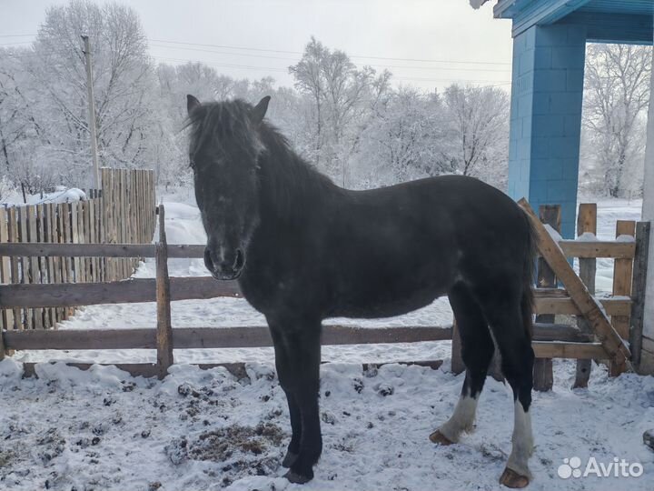 Продам жеребчика