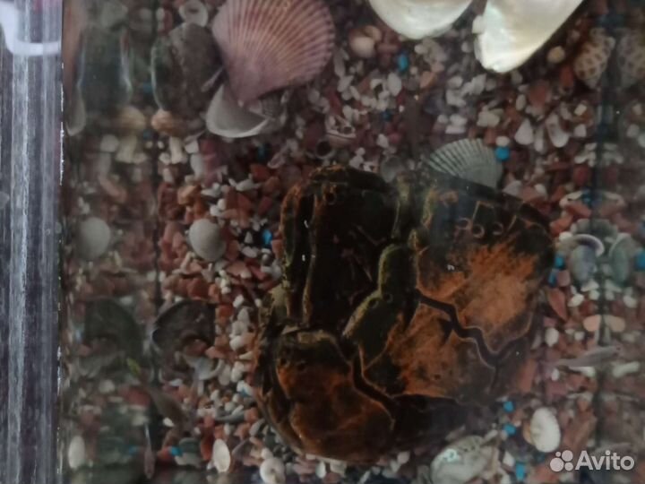 Аквариумные рыбки гуппи