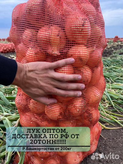 Лук оптом от 20 тонн