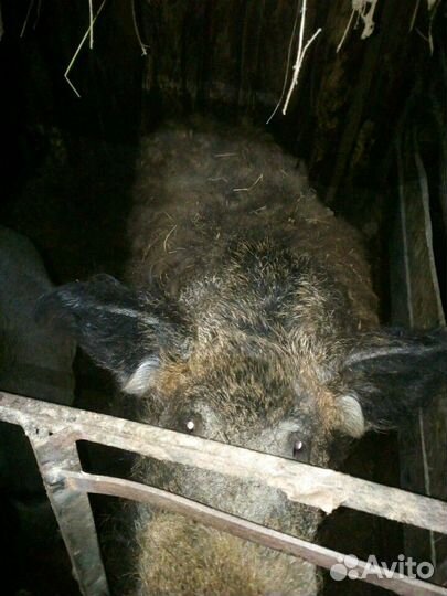 Поросята
