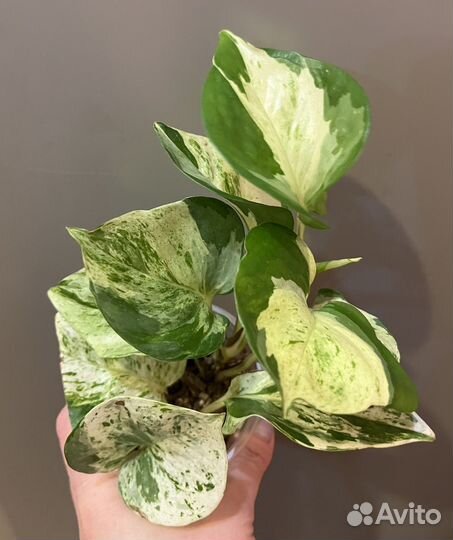 Эпипремнум