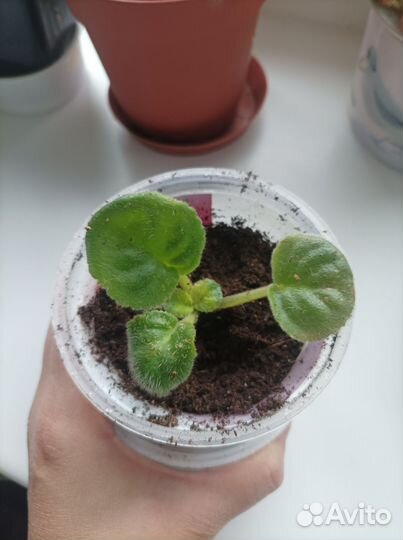 Комнатные цветы