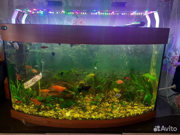 Аквариум