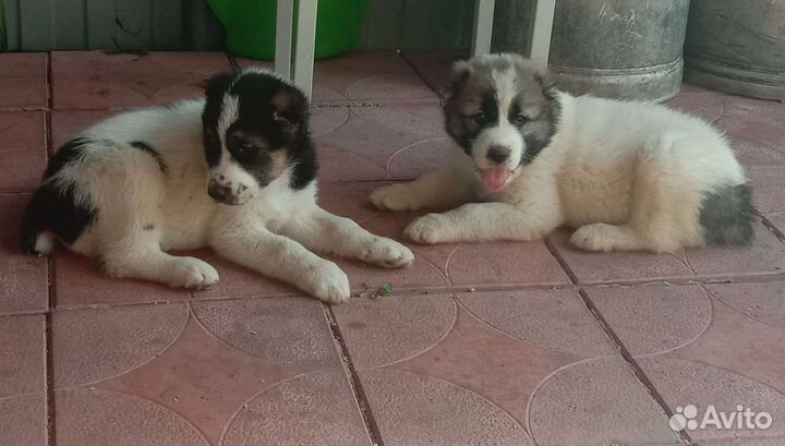 Щенки сао (алабай)