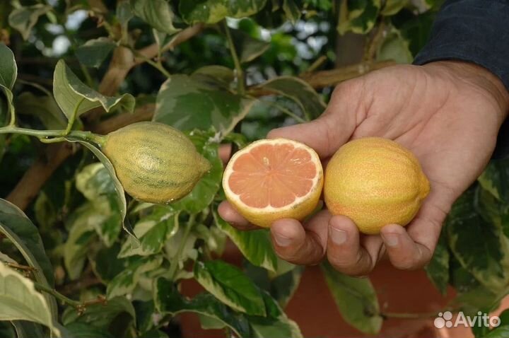 Лимон вариегатный