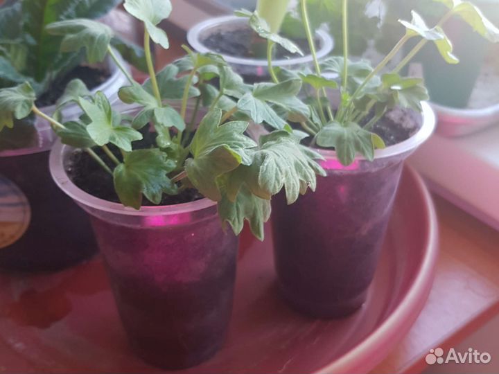 Пеларгония герань