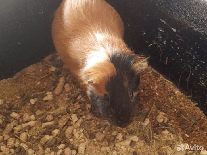 Морские свинки