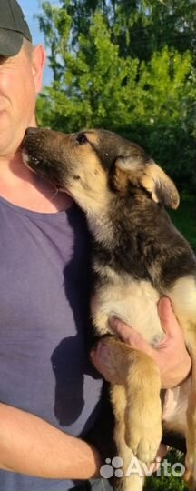 Метисы немецкой овчарки