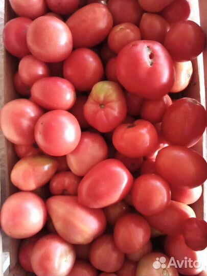 Помидоры домашние