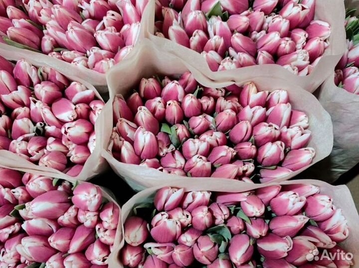 Тюльпаны оптом в наличии