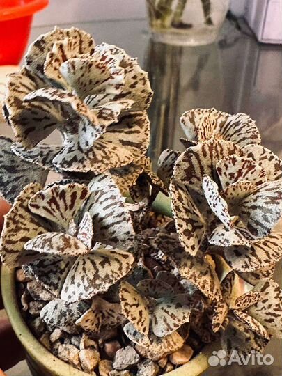 Каланхоэ Ромбопилоза