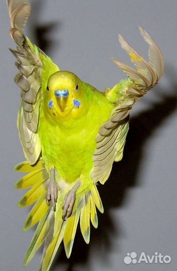 Волнистый попугай