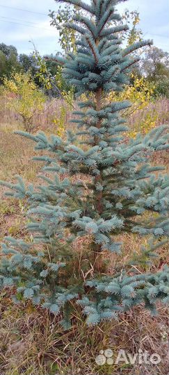 Саженцы ель голубая