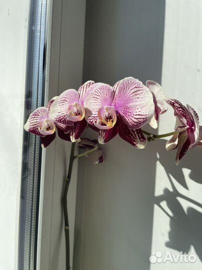 Орхидеи
