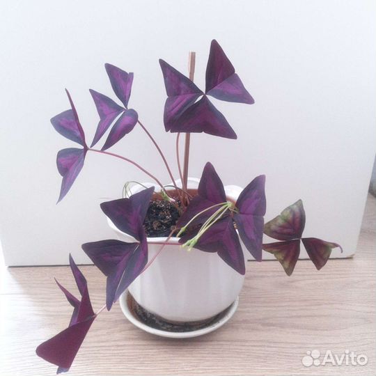 Алоэ Дримиопсис Кашпо Комнатные растения Цветы