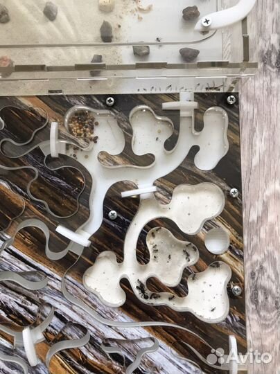 Муравьиная ферма с муравьями