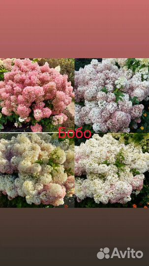 Где купить гортензию Гортензия/гортензии