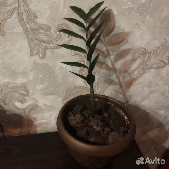 Замиокулькас