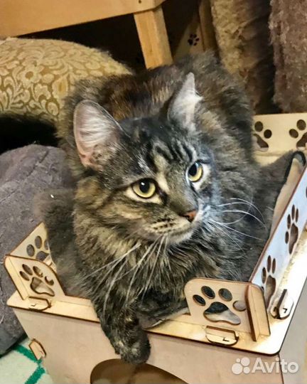 Камила, стерилизована