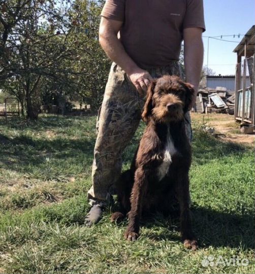 Продаю чистокровных охотничьих щенят(дратхаар)