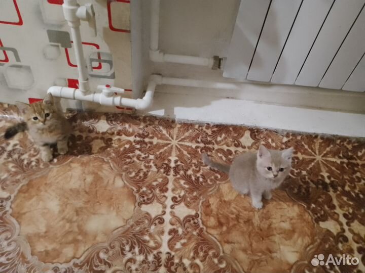 Продам британских котят