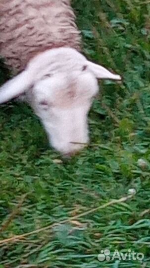 Овцы бараны ягнята дорпер