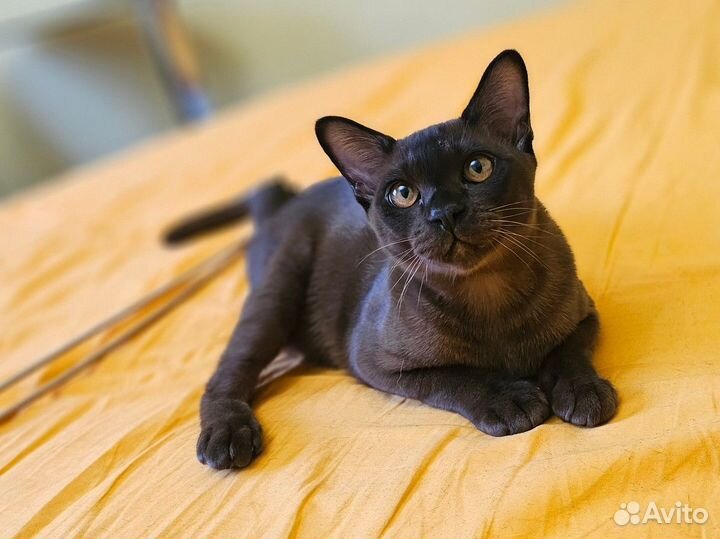 Бурманские котята