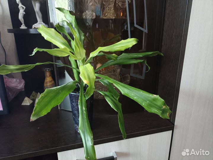 Драцена душистая Голден Кост