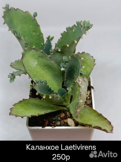 Суккуленты 2